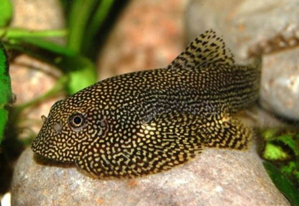 Cá tỳ bà (cá dọn bể) (Pterygoplichthys spp.)