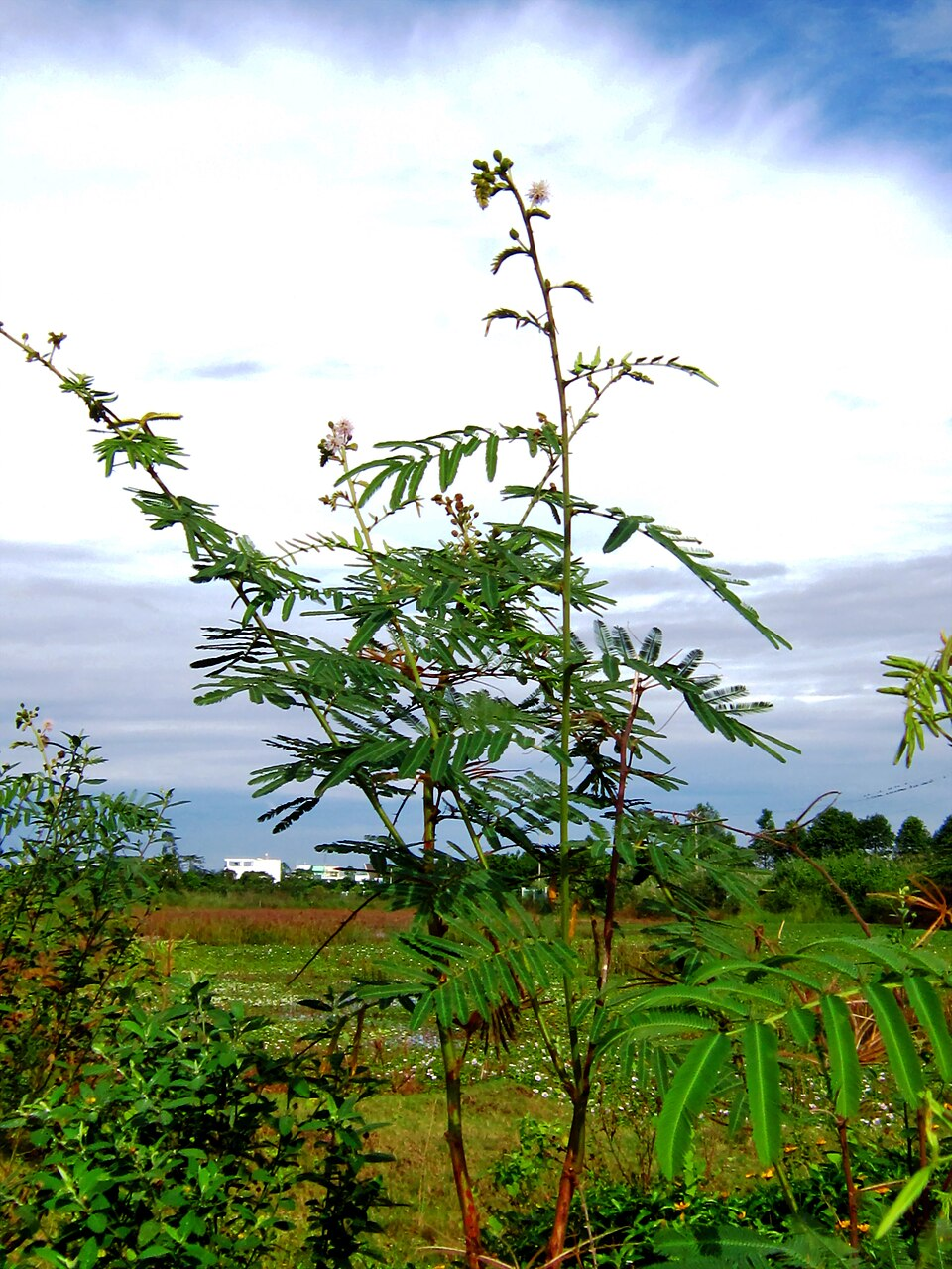 Mai dương (trinh nữ thân gỗ) (Mimosa pigra)