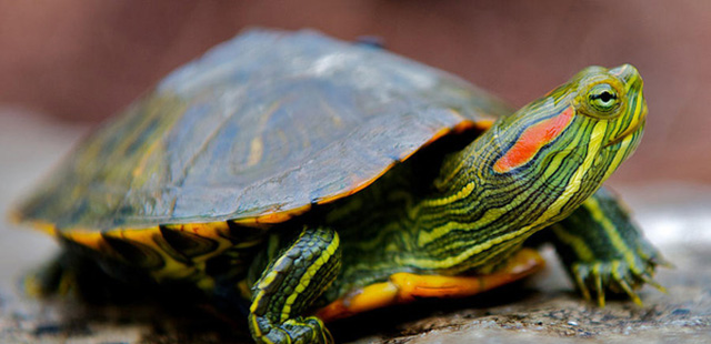 Rùa tai đỏ (Trachemys scripta elegans)